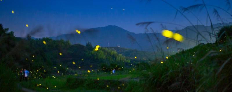 夏天的夜晚有什么动物（夏天的夜晚有什么动物在叫）