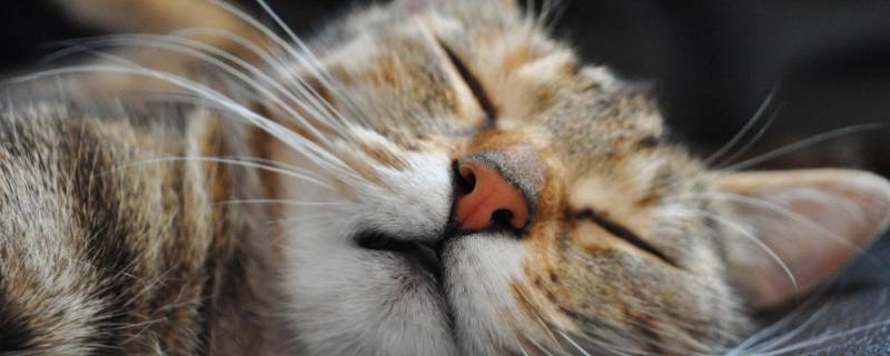 犬科和猫科的区别（犬科和猫科的区别脚印）