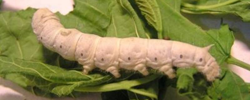 蚕是昆虫吗（蝉是昆虫吗）