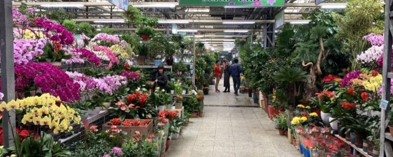 北京花卉市场批发市场在哪里（北京最大花卉批发市场）