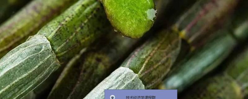10克石斛有几粒 石斛一次泡几颗喝几天