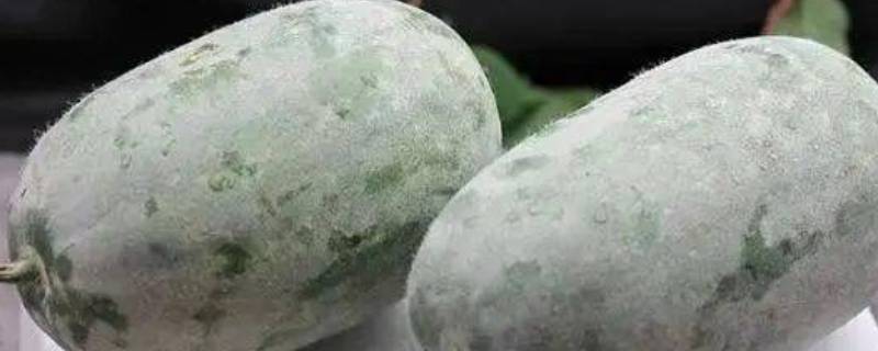 冬瓜皮上的白霜能吃吗 冬瓜皮上的白霜能吃吗图片