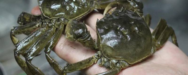 活螃蟹冷冻后还可以吃吗 活螃蟹冷冻后还可以吃吗有毒吗