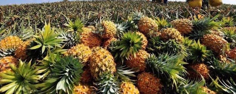 青菠萝可以直接吃吗（青菠萝放多久可以熟）