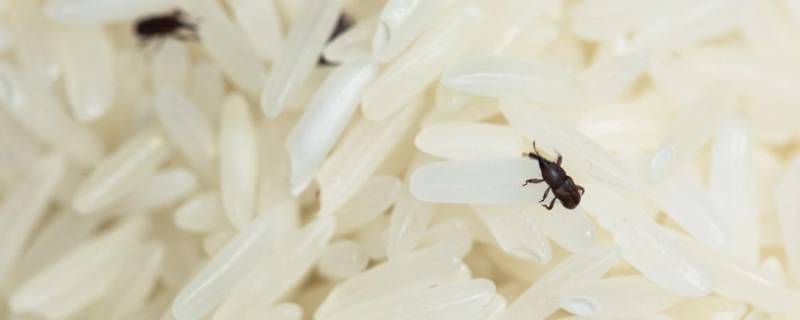 米里面有黑虫怎么办（米里面有黑虫怎么办呢）
