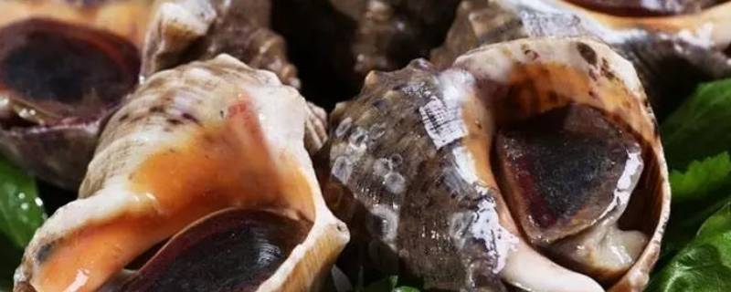 海螺的黄可以吃吗 海螺的黄到底是什么东西