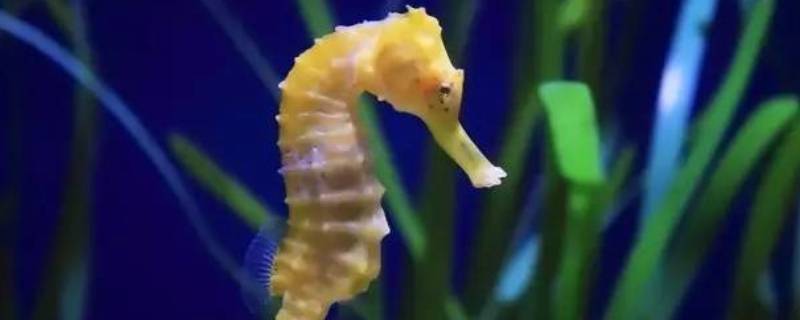 海马是爸爸生的吗 海马是爸爸生的吗?