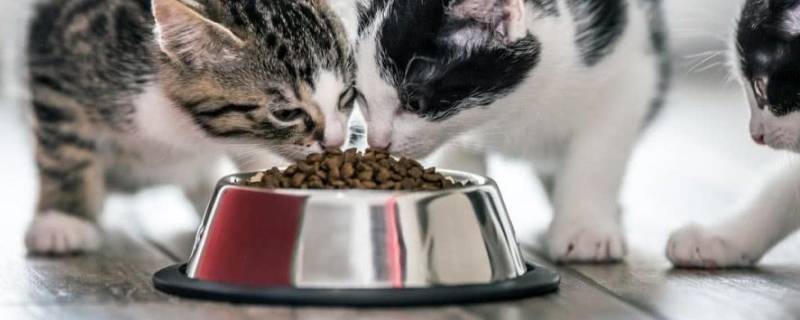 过期的猫粮属于什么垃圾 过期的猫粮属于什么垃圾分类类别