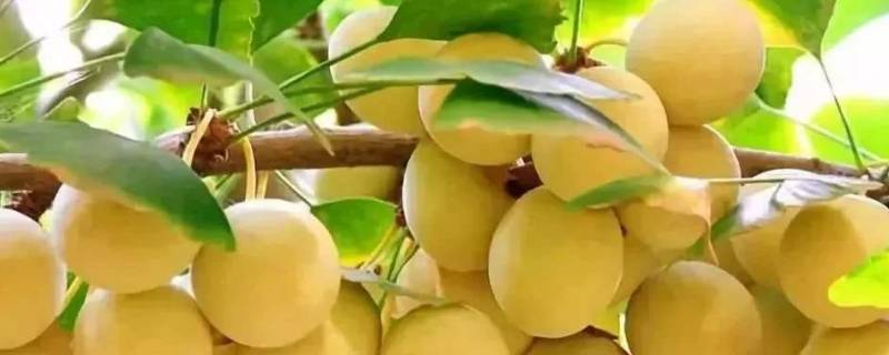 银杏树结的果子叫什么（银杏果的功效与作用及食用方法）