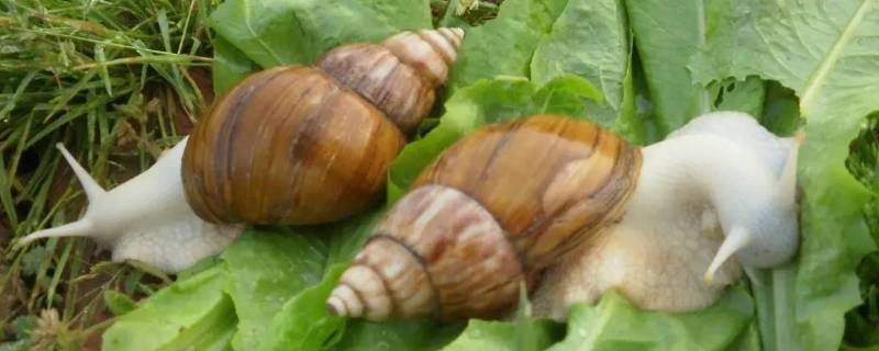白玉蜗牛有寄生虫吗（中华白玉蜗牛有寄生虫吗）