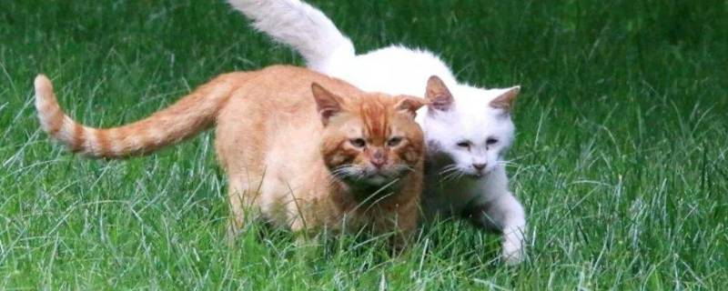 家猫和野猫的区别（家猫和野猫的区别段子）