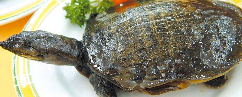 甲鱼什么时候不进食开始冬眠 甲鱼什么时候不进食开始冬眠了
