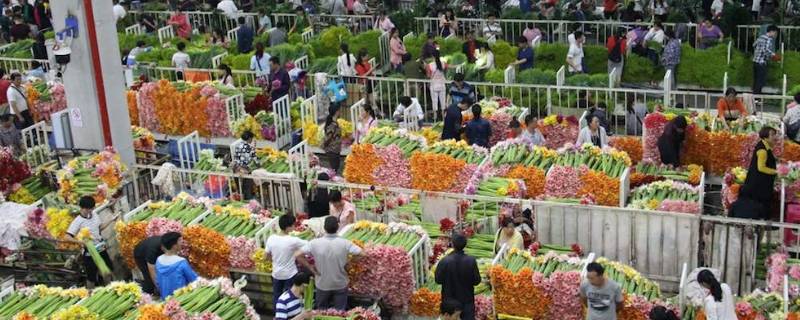 斗南鲜花批发市场在哪里（斗南鲜花批发市场游客可以逛多久）