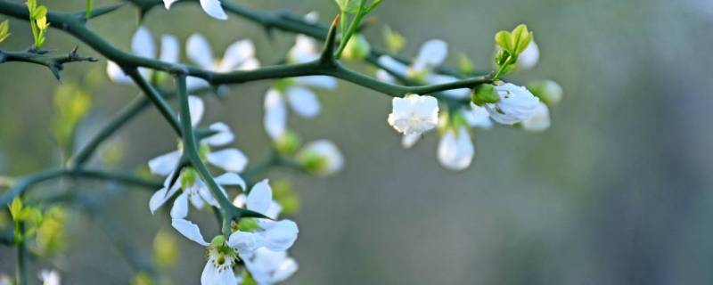 东风是什么季节（古诗东风是什么季节）