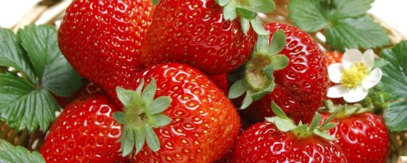草莓特点 金藏香草莓特点