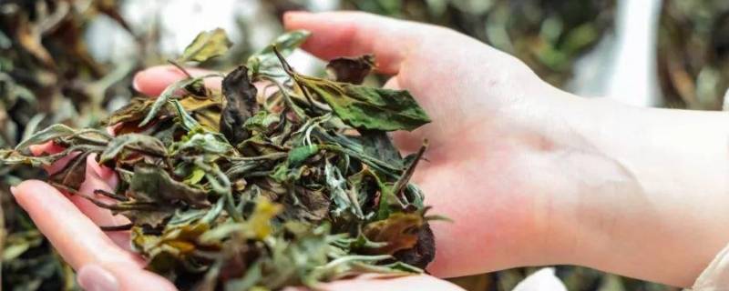 白茶由来（白茶的起源和历史记载）