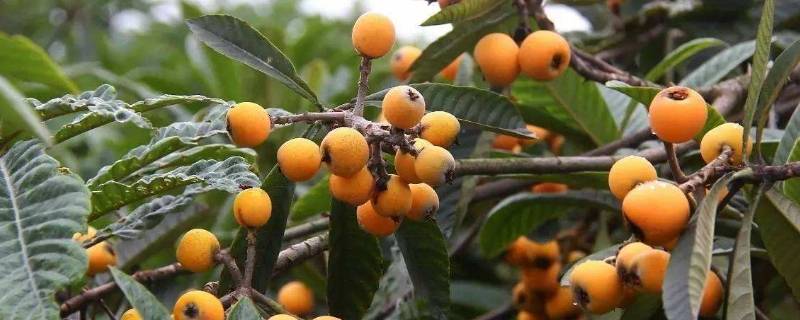 枇杷寓意（枇杷寓意和象征意义 祝福语）