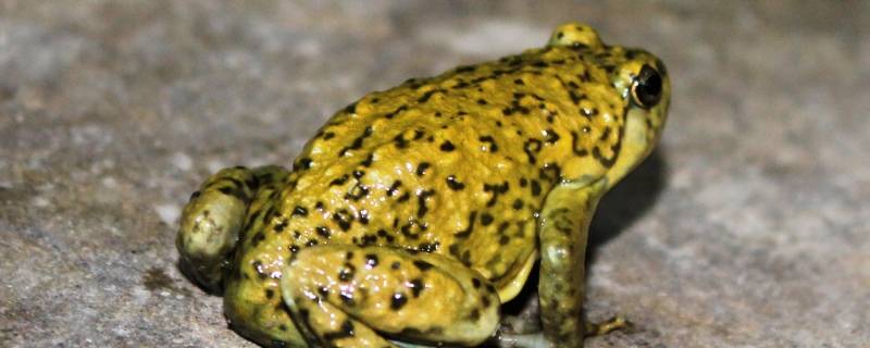 蛙的种类 蛙品种大全图解名称