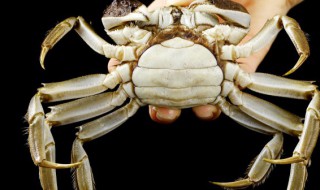 去买螃蟹要怎么挑（买螃蟹应该怎么挑）