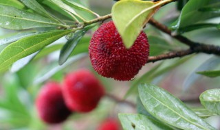 杨梅买回来要放冰箱吗 杨梅买回来要放冰箱吗能放多久