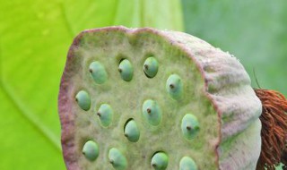 莲蓬可以放冰箱吗（莲蓬可以放冰箱吗多久）