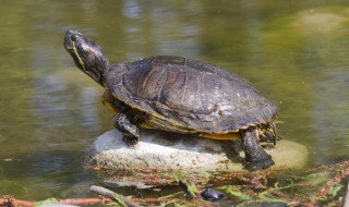 甲鱼可以放冰箱吗（甲鱼活的放冰箱的冷藏箱可以吗）