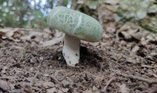 青头菌能放冰箱吗 青头菌能放冰箱吗多久