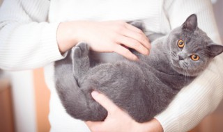 猫奴是什么意思 猫奴是什么意思呀