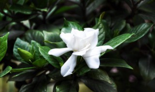 栀子花泡盆泡多长时间（栀子花泡多久生根）