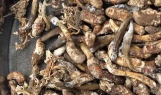 干金蝉花的清洗方法 干金蝉花的清洗方法和用量